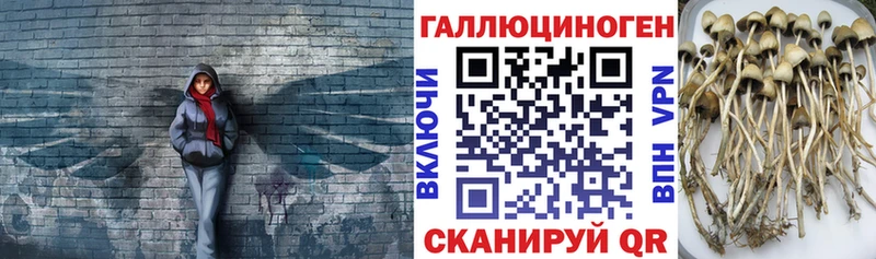 Купить где  Волгоград  Галлюциногенные грибы Psilocybine cubensis 